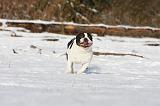 BOULEDOGUE FRANCAIS 921